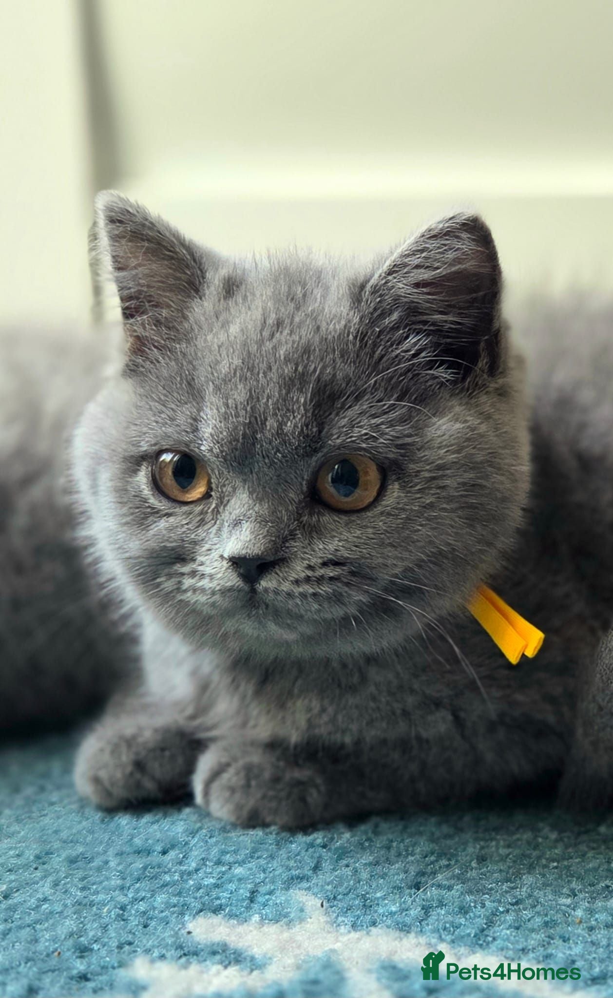 British Shorthair cats Blue British Shorthair ✨ chunky teddy bear kittens - Advert 2