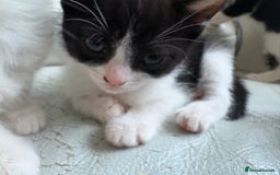 Mixed Breed cats for sale: Kittens for sale - Image 9