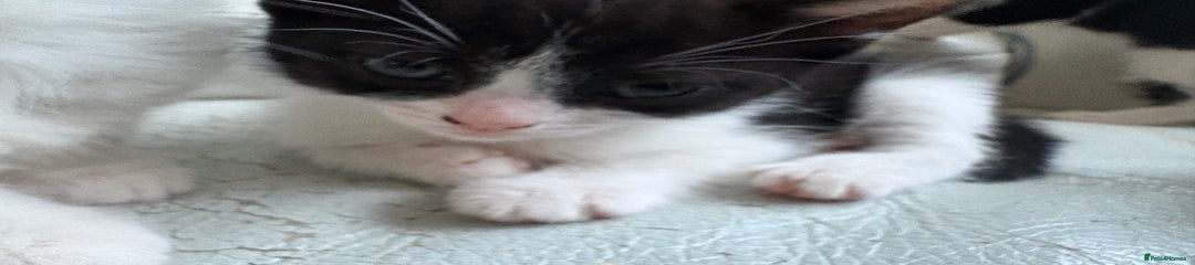 Mixed Breed Kitten 2