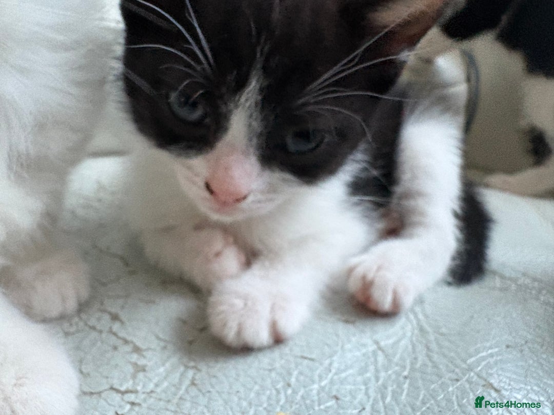 Mixed Breed cats for sale: Kittens for sale - Image 9