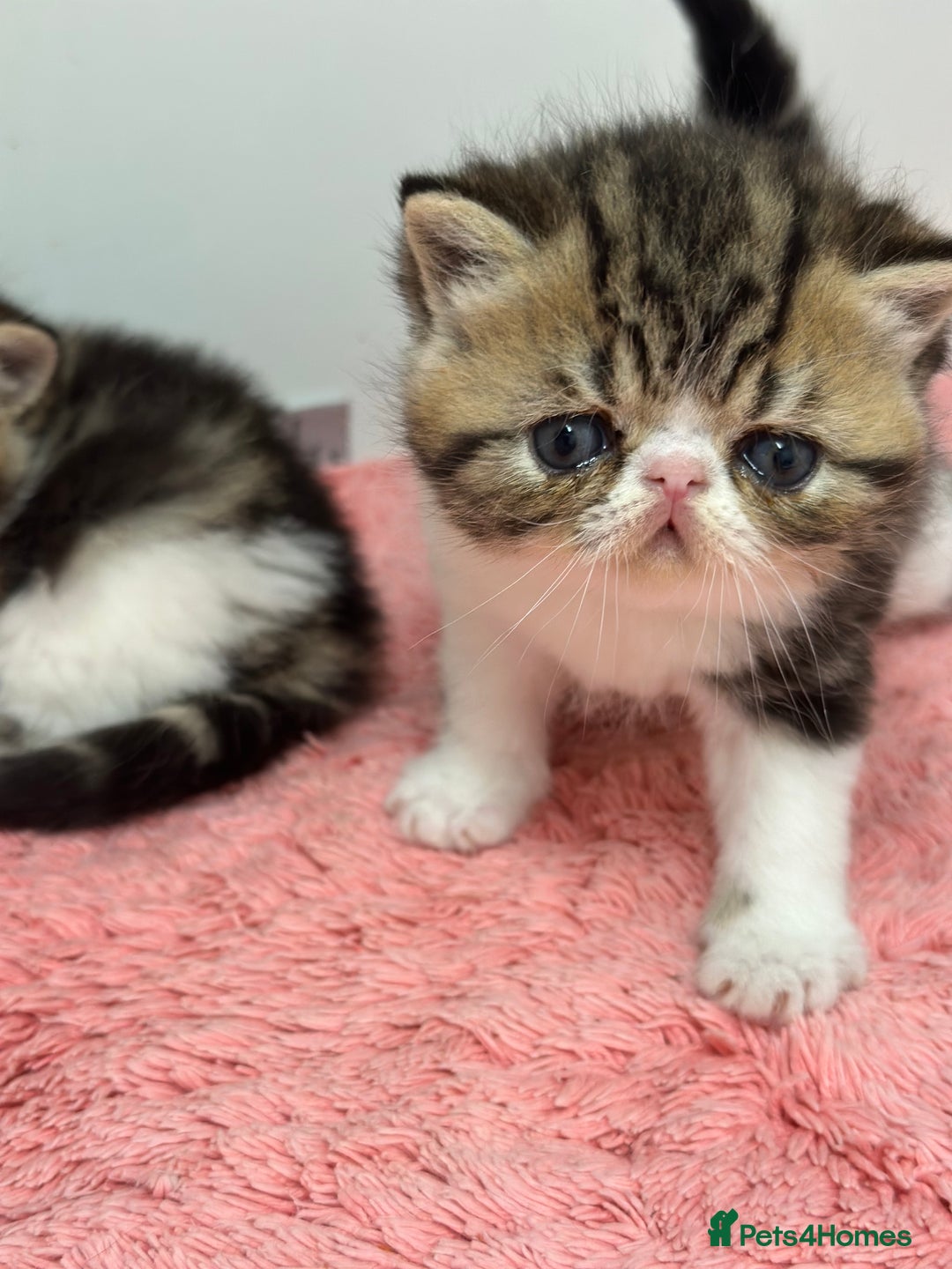 Exotic cats for sale: Brown Tabby/white exotic boy - Advert 6