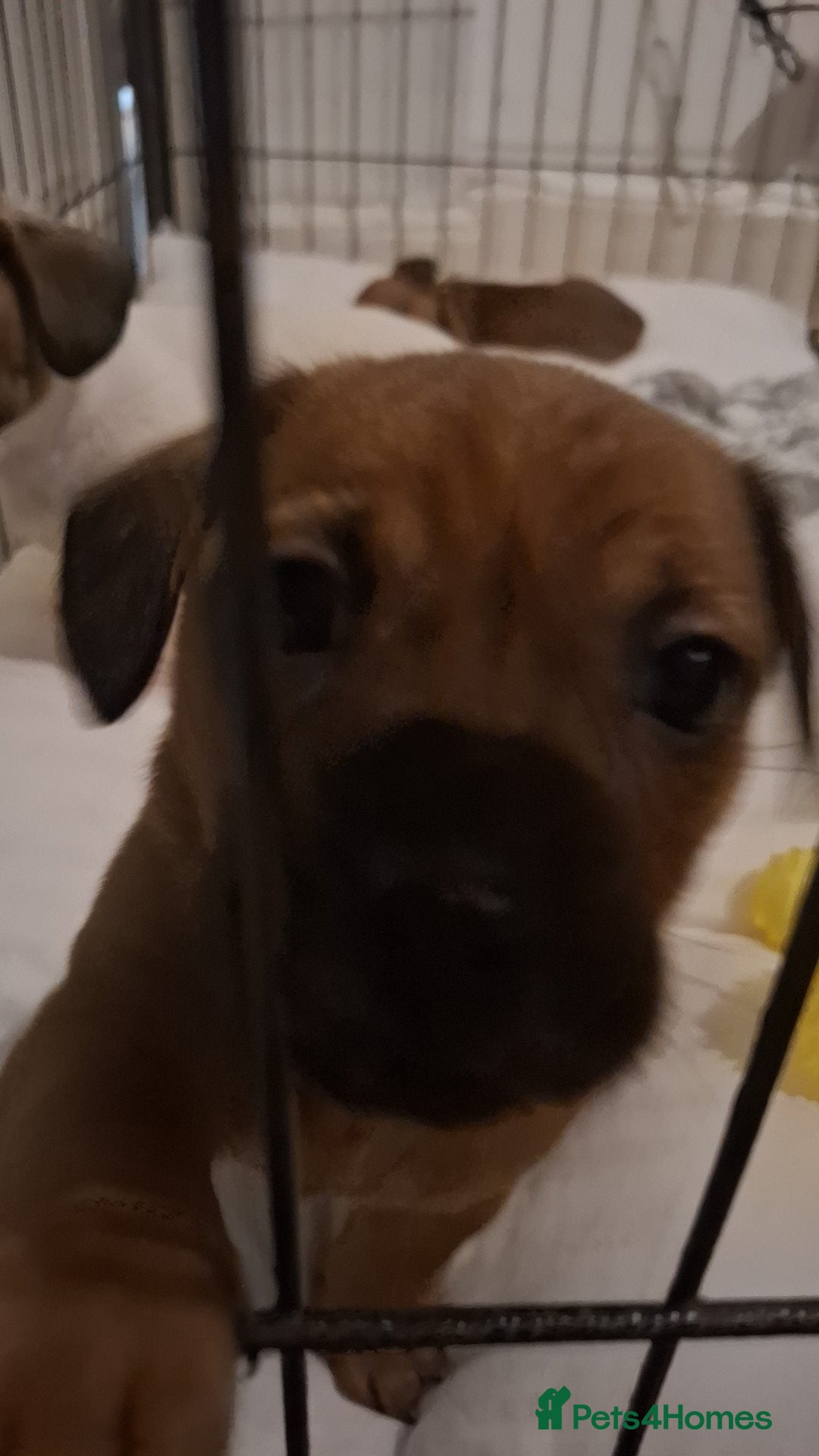 Mixed Breed dogs for sale: 🐾 Gorgeous Mixed-Breed Puppies – 🐾 - Advert 7