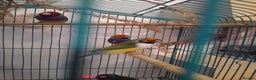 Finches birds for sale: Gouldian finches and parrotlet for sale  - Advert 11