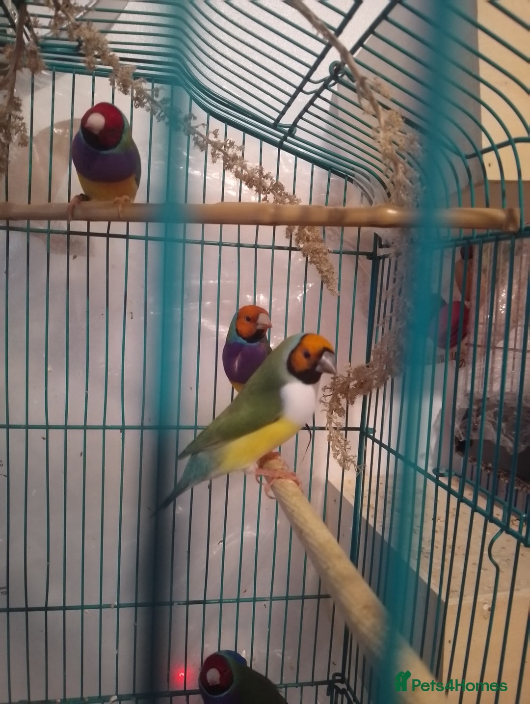 Finches birds for sale: Gouldian finches and parrotlet for sale  - Advert 11