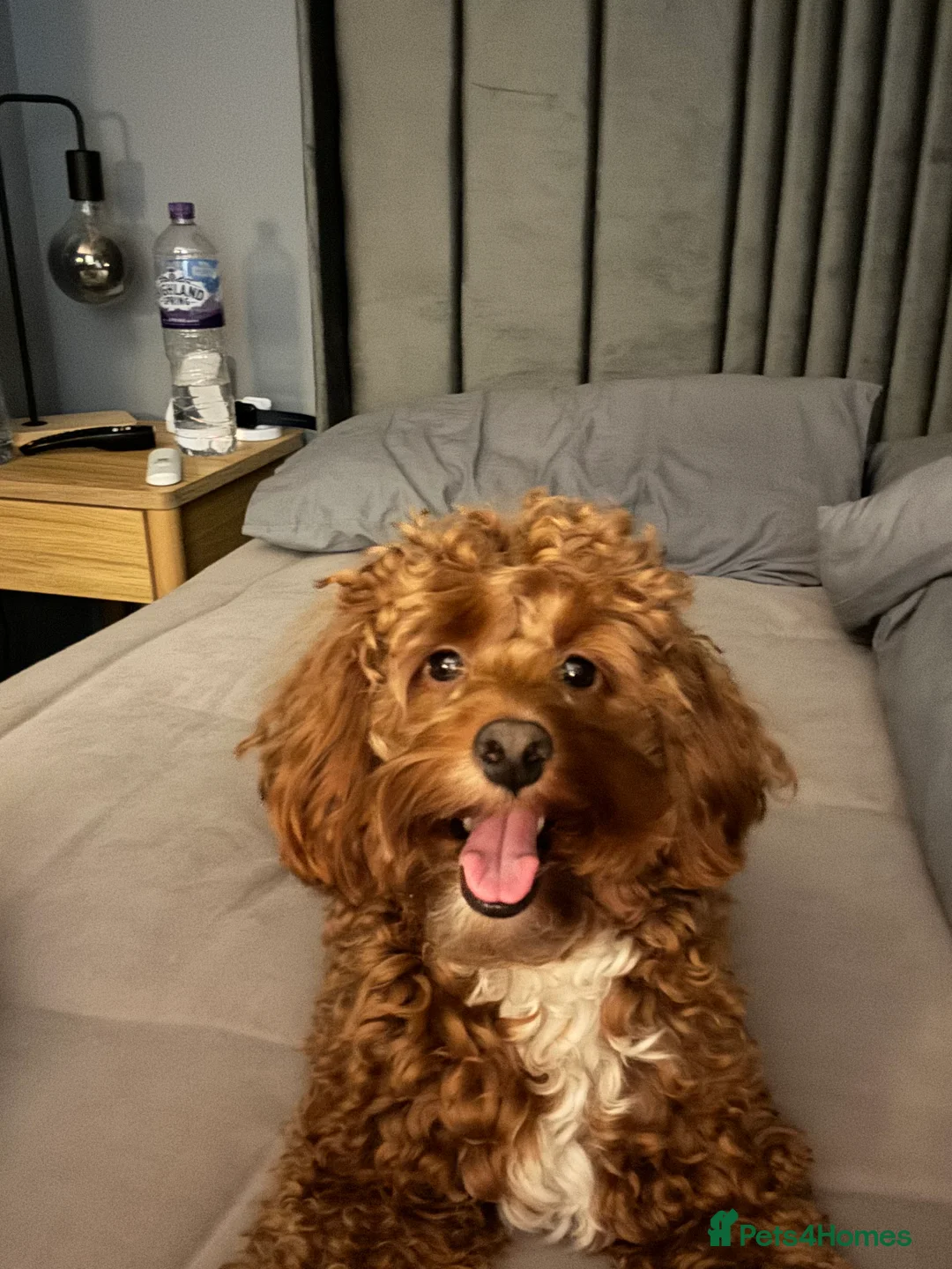 Cockapoo dogs for stud: Miniature 2 year old cockapoo boy ready for stud.  - Advert 1