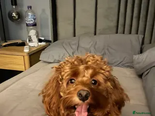 Cockapoo dogs Miniature 2 year old cockapoo boy ready for stud. - Advert 12