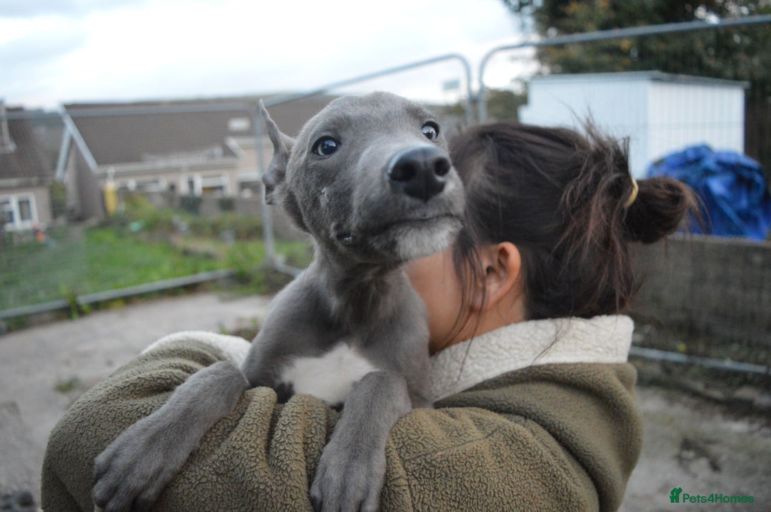 Greyhound dogs for sale: Beautiful Greyhound Puppies - Image 4