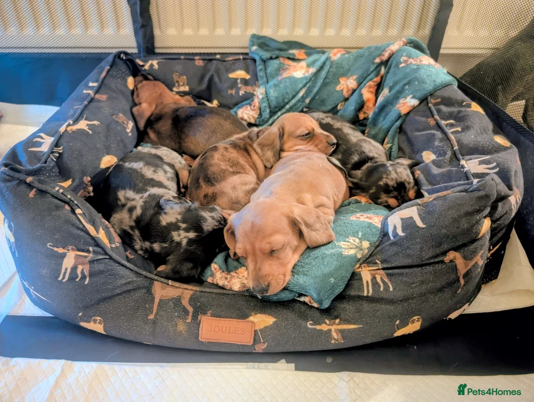 Miniature Dachshund dogs for sale: Beautiful pups  - Advert 9