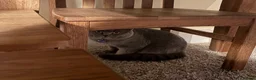 British Shorthair cats for stud: Gorgeous GCCF Blue BSH for Stud - Advert 16