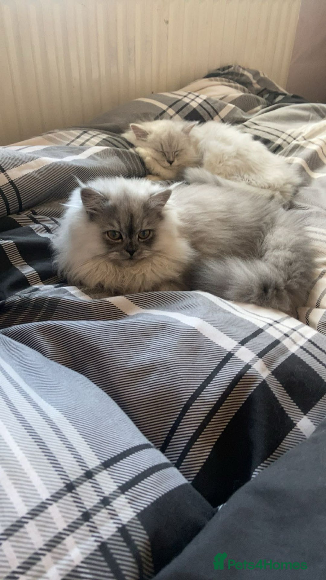 Persian cats for sale: Chinchilla Persian looking for new home  - Advert 1