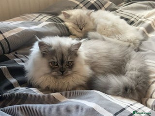 Persian cats Chinchilla Persian looking for new home - Advert 1