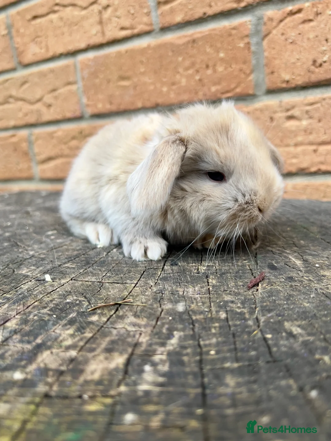 French Lop rabbits for sale: Quality French Lop babies - Advert 2