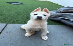 Akita dogs for sale: Beautiful Akita girl puppy for sale  - Image 1