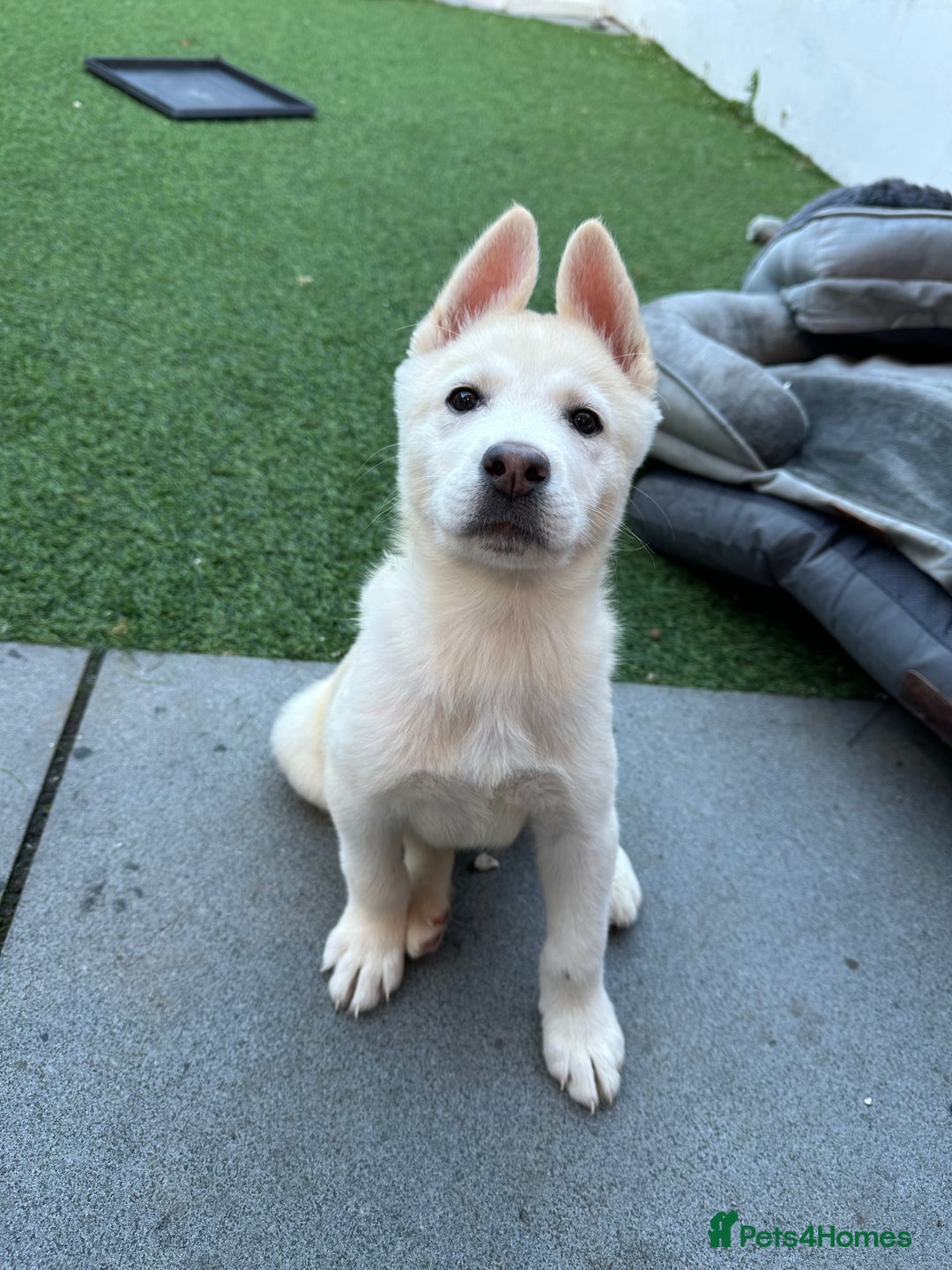 Akita dogs for sale: Beautiful Akita girl puppy for sale  - Image 1