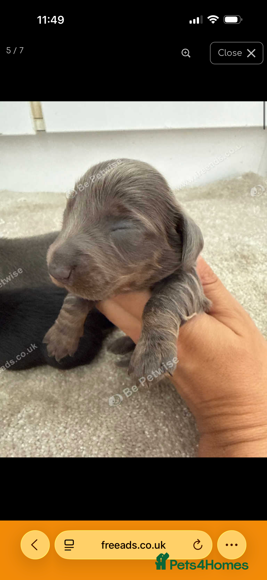 Miniature Dachshund dogs for sale: Three miniature sausage dogs, ready February 🩷 - Advert 9