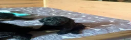 Cockapoo dogs for sale: Ready Now f1b Black & Brown Cockapoo Puppies! 🐾 in Scarborough - Advert 12