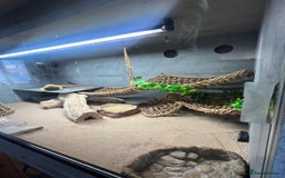 Bearded Dragon reptiles for sale: Bearded Dragon & full set up  - Image 5