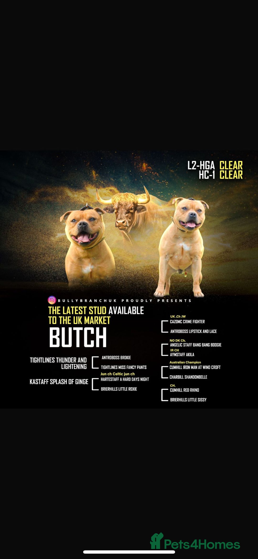 Staffordshire Bull Terrier dogs for sale: Staffordshire bull terrier puppies - Advert 20