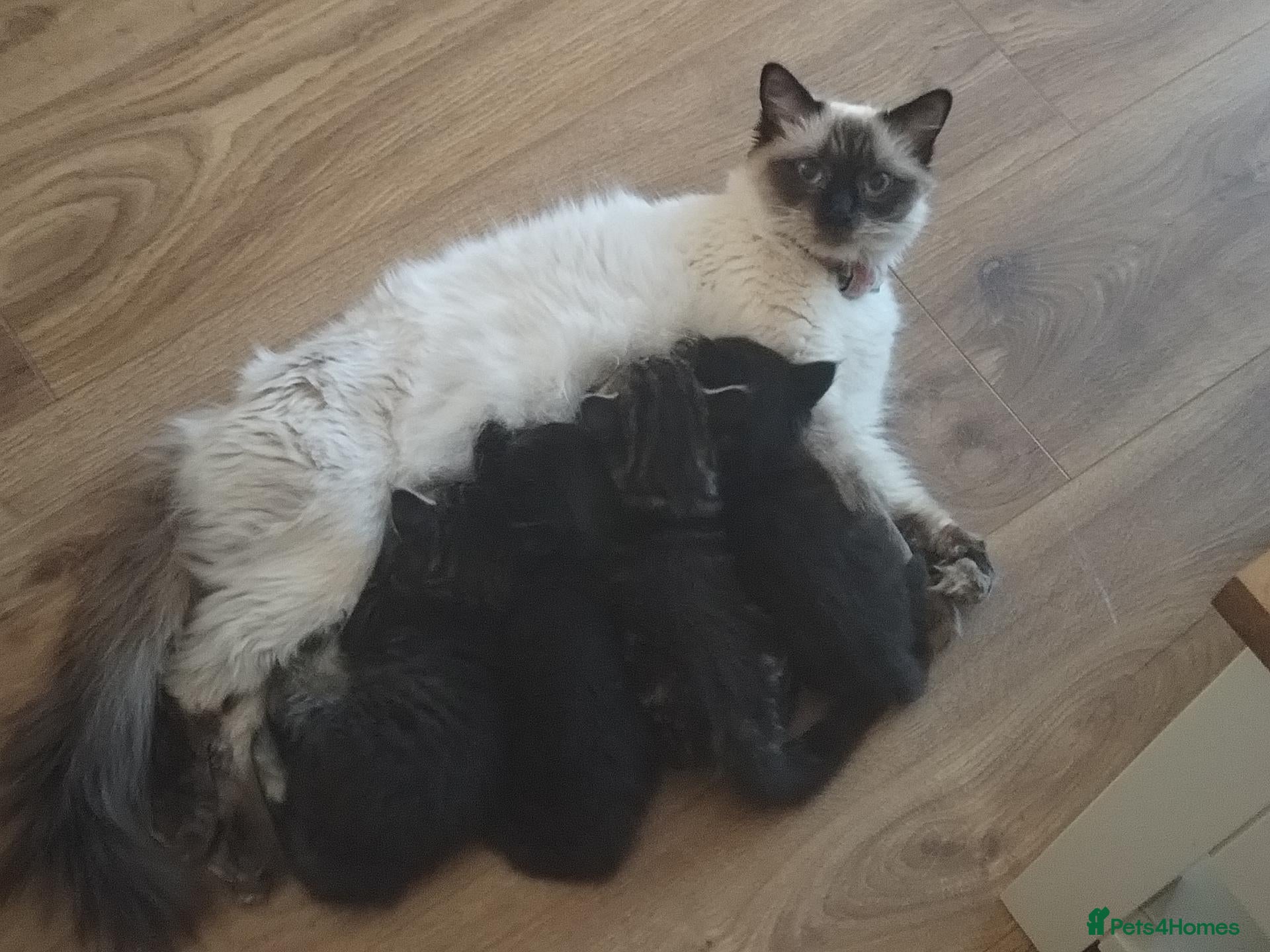 Mixed Breed cats Ragdoll cross kittens  - Advert 4
