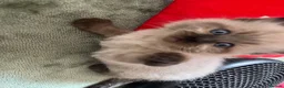 Ragdoll cats for sale: 2 beautiful ragdolls ready for their forever home - Advert 27