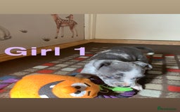 Staffordshire Bull Terrier dogs for sale: RARE BLUE MERLE STAFFORDSHIRE BULL TERRIER PUPPIES - Image 8