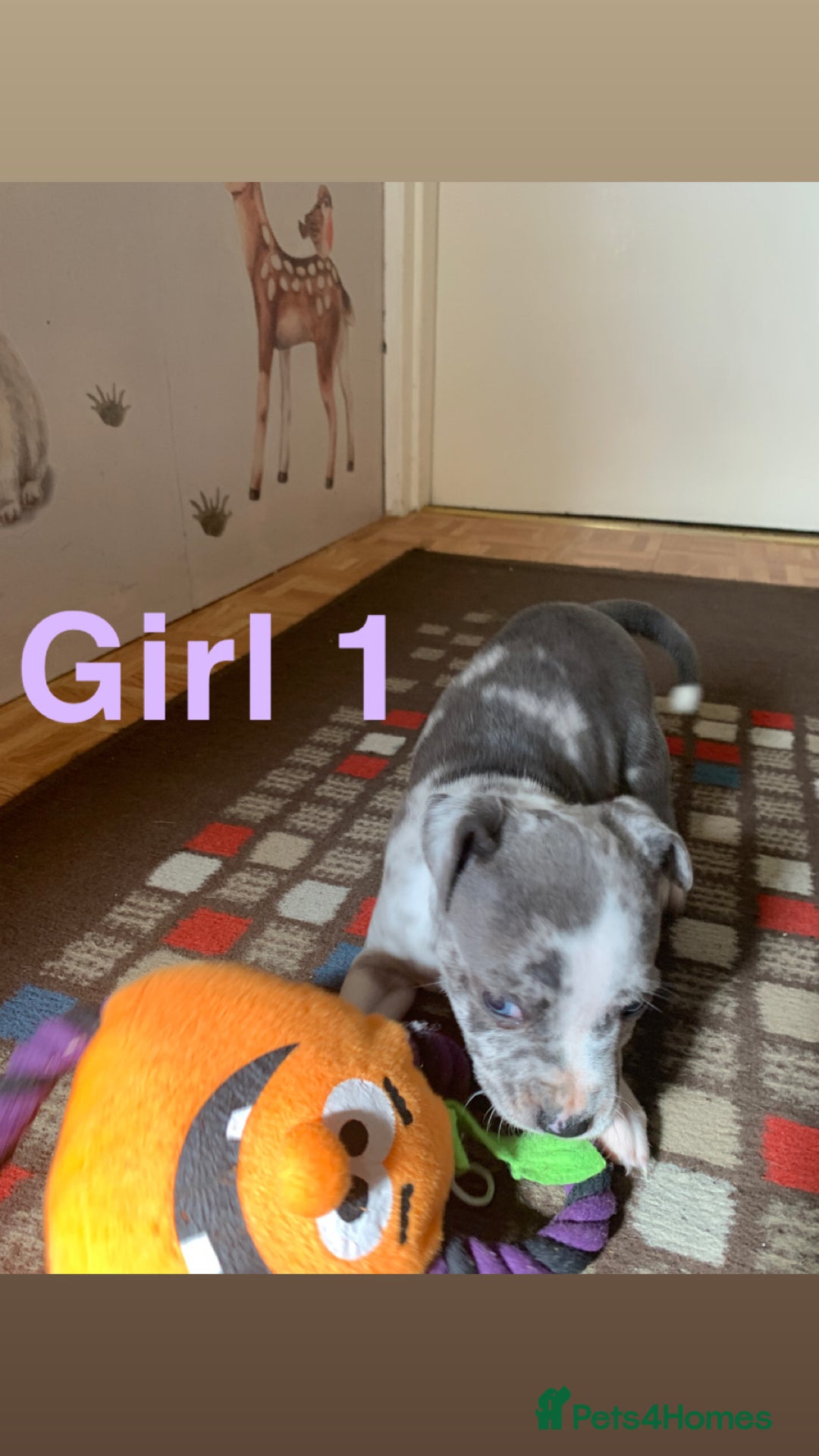Staffordshire Bull Terrier dogs for sale: RARE BLUE MERLE STAFFORDSHIRE BULL TERRIER PUPPIES - Image 8