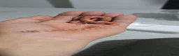 Corn Snake reptiles for sale: Baby corn snakes  - Advert 3