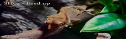 Gecko reptiles for sale: Baby Crested Gecko For Sale 🦎 - Advert 4