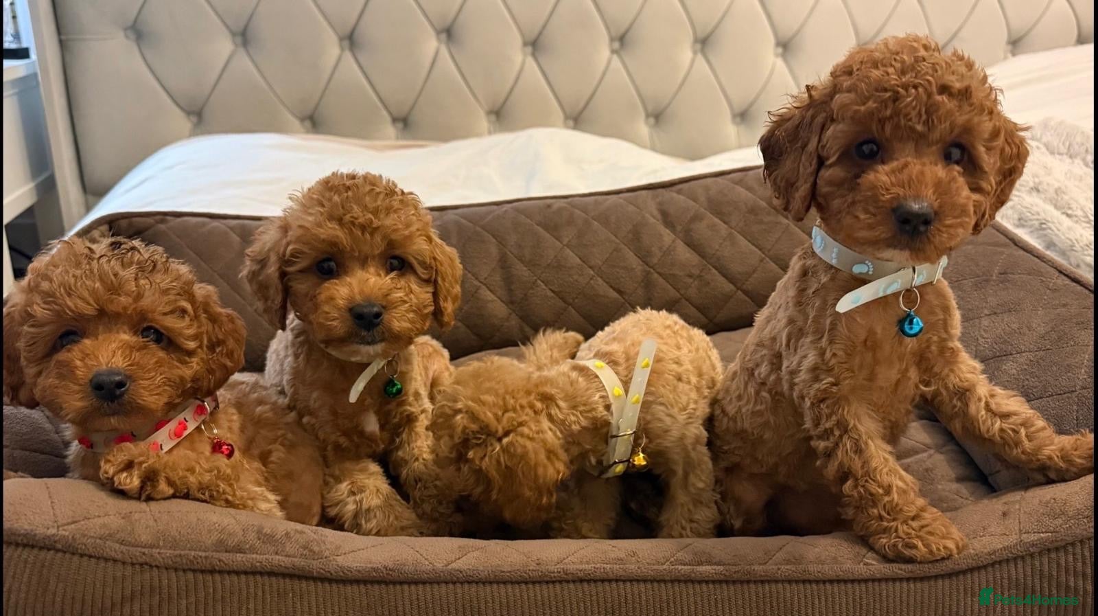 Toy Poodle dogs Gorgeous Toy Poodle puppies  - Advert 1