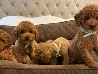 Toy Poodle dogs Gorgeous Toy Poodle puppies - Advert 1