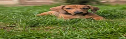 Dachshund dogs for sale: Champion Bloodline Standard Dachshund - Advert 23