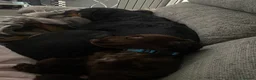Sprocker dogs for sale: Sprocker Spaniel - Advert 7