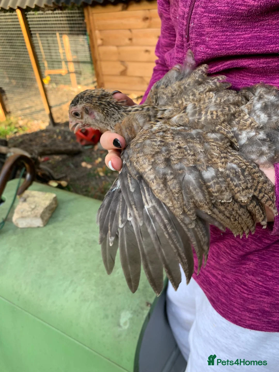 Chickens poultry for sale: Orpingtons plus - Advert 23