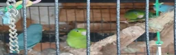 Mixed Breed birds for sale: Parrotlets Celestial  Parrotlets  - Advert 11