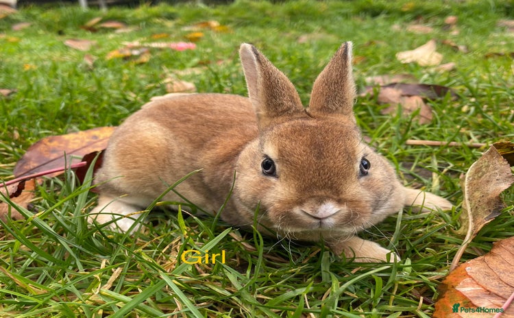 Rex rabbits - Advert 2