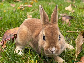 Rex rabbits - Advert 19