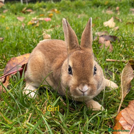 Rex rabbits - Advert 2