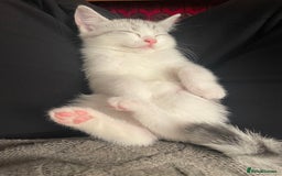 British Shorthair cats for sale: READY NOW ☺️4 British short hair & Ragdoll kittens - Image 31