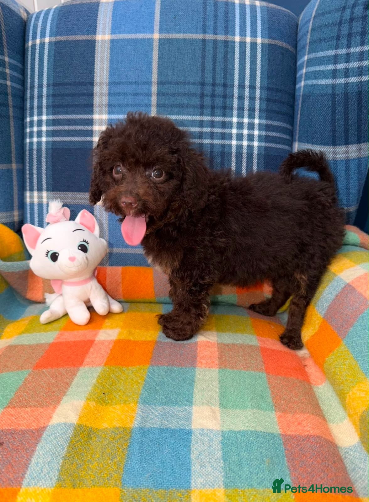 Miniature Poodle dogs Beautiful Mini Poodle Puppies - Ready Now  - Advert 1