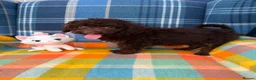 Miniature Poodle dogs for sale: Beautiful Mini Poodle Puppies - Ready Now  - Advert 1