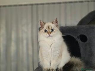 British Longhair cats Stunning Colour Point Girl - Advert 1