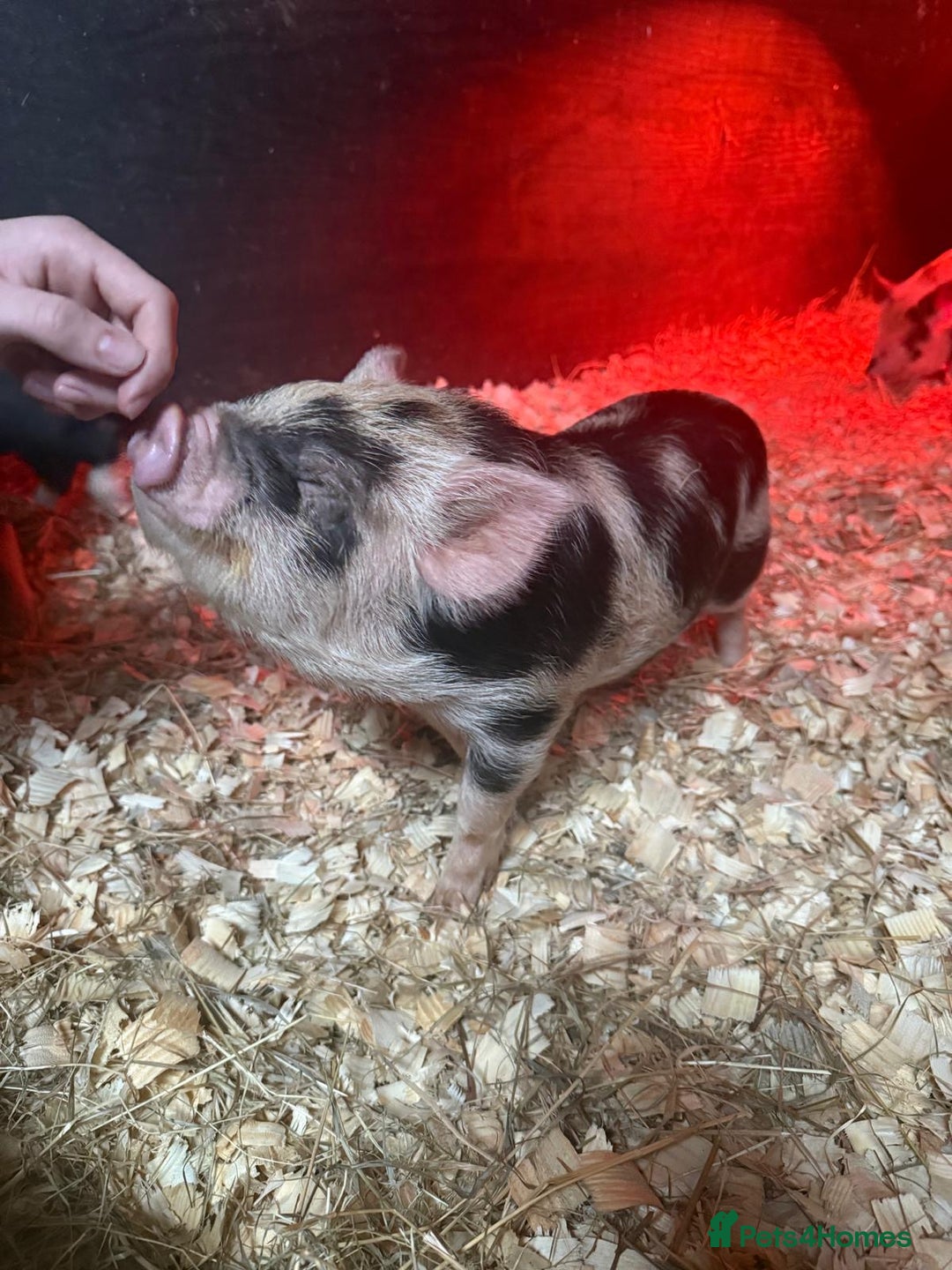 Pig livestock for sale: micro pigs - Image 15