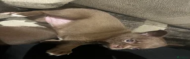 Chihuahua Puppy 3