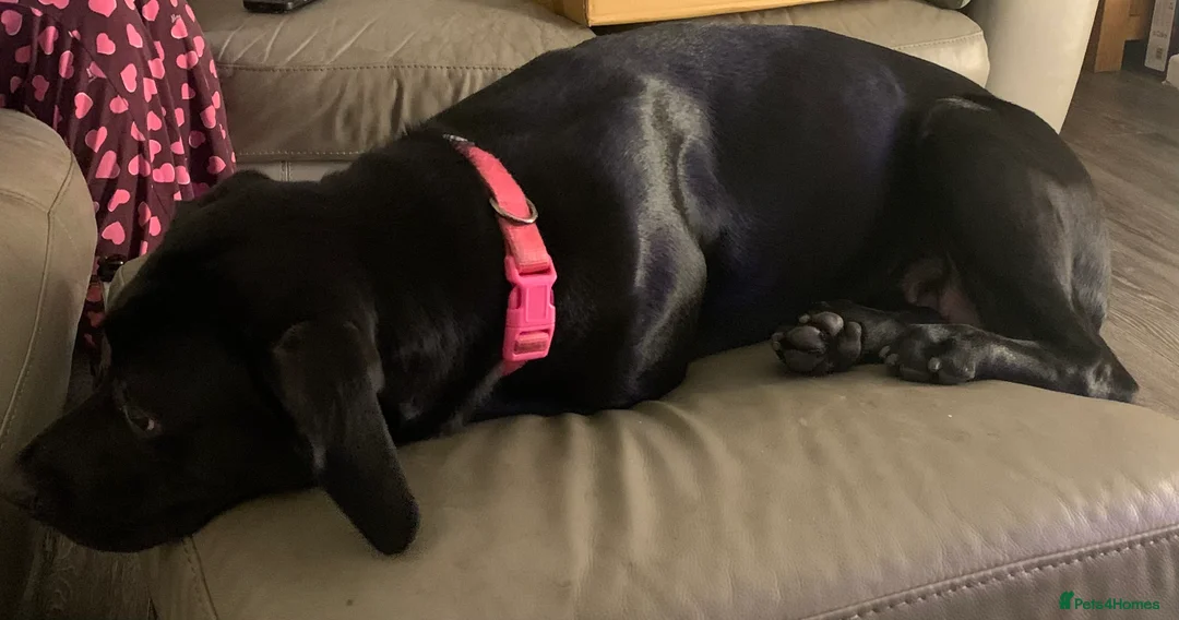 Mixed Breed dogs for sale: Roxy  - Advert 4