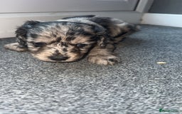 Cockapoo dogs for sale: 5 beautiful cockapoos! ONLY 2 LEFT  - Image 10