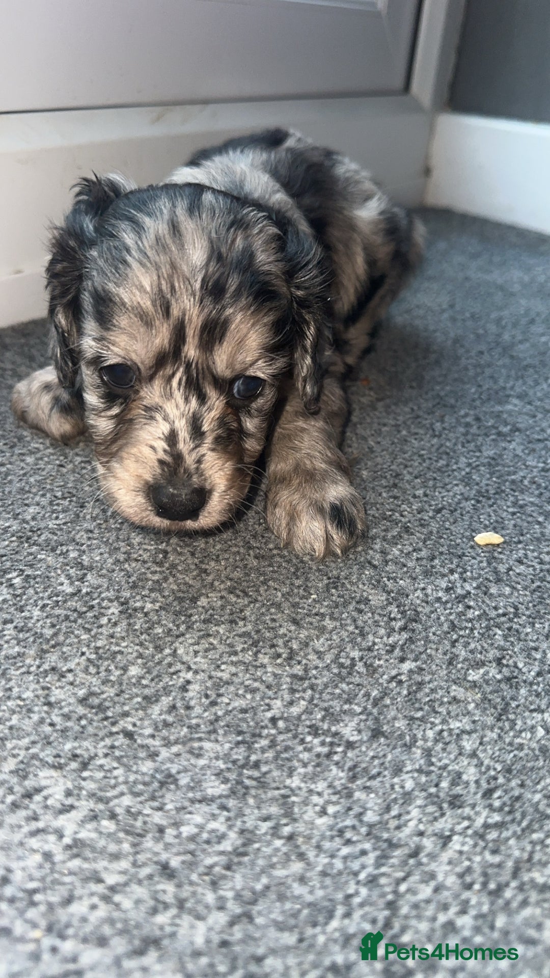 Cockapoo dogs for sale: 5 beautiful cockapoos! ONLY 2 LEFT  - Image 10
