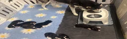 Siberian Husky dogs for sale: Pedigree husky puppies  in Clacton-on-Sea - Advert 18