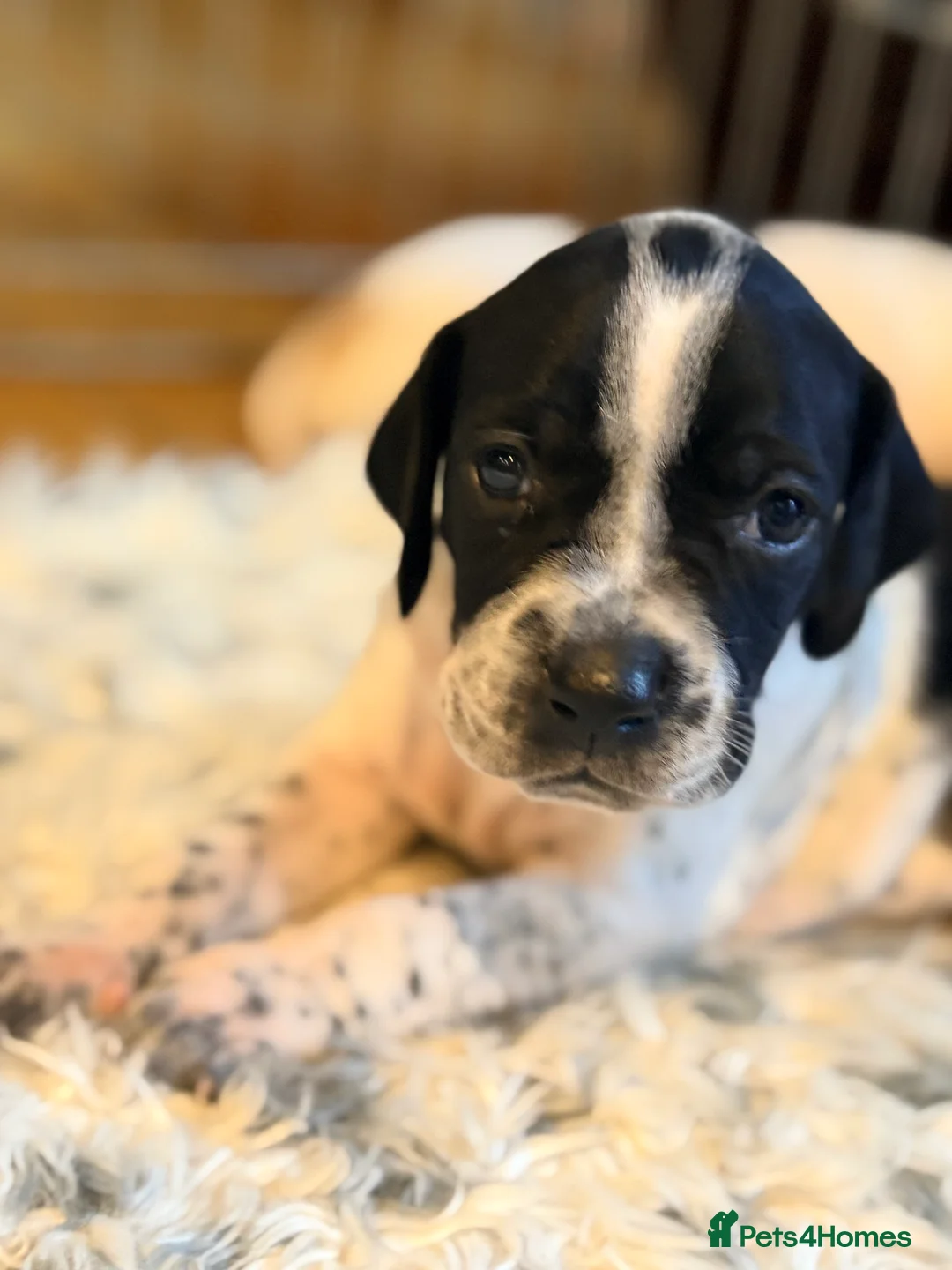 Pointer dogs for sale: Last gorgeous puppy looking for a loving home  - Advert 24