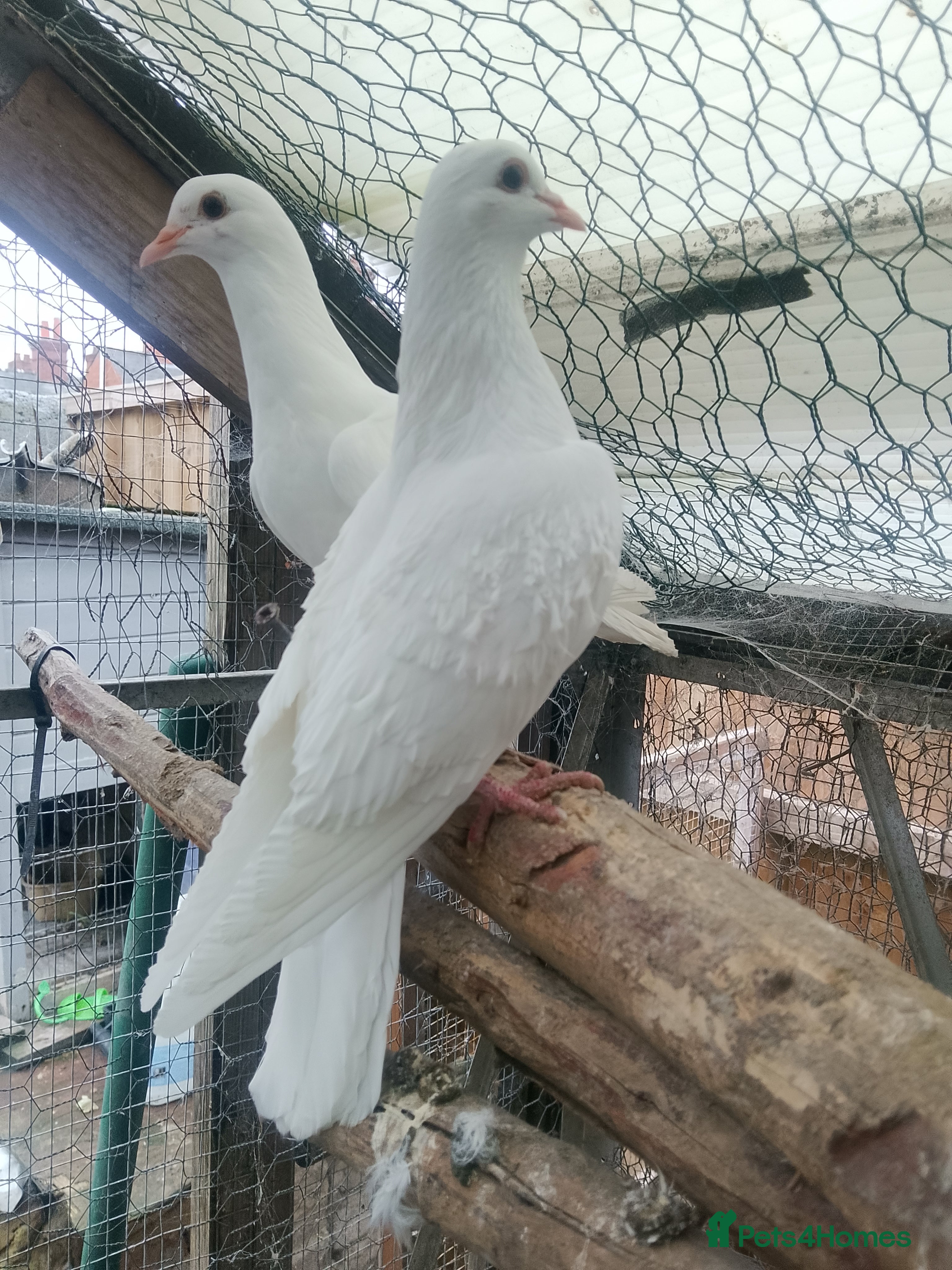 Pigeons birds Pigeon for sale - Advert 24