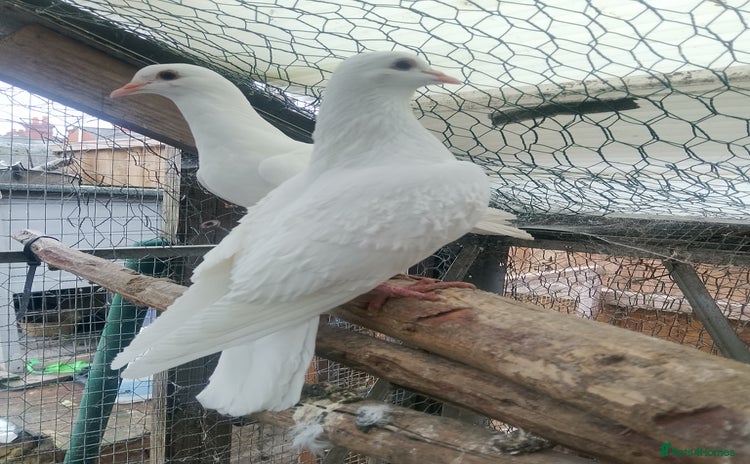 Pigeons birds Pigeon for sale - Advert 3